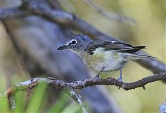 Plumbeous Vireo